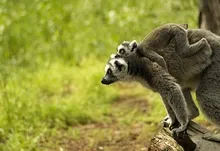 animals golden eyes baby animals lemurs 1920x1200 wallpaper Art HD Wallpaper
